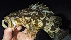 タケノコメバルの釣果