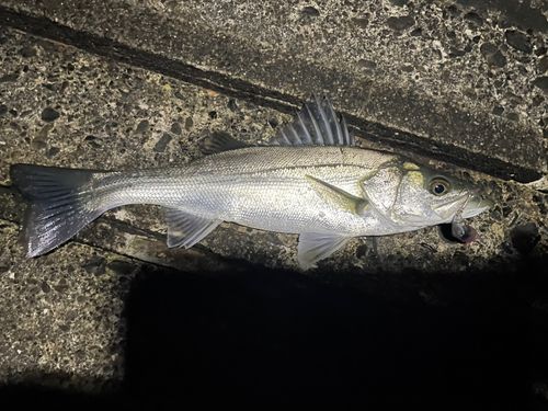 セイゴ（マルスズキ）の釣果