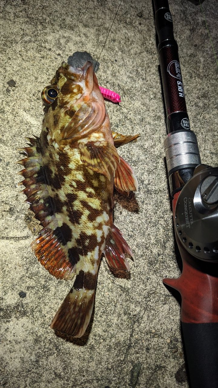 Fishman ビーシーフォー 5.10Hの最安値・インプレ・釣果 | 本音の