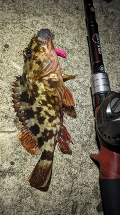 カサゴの釣果