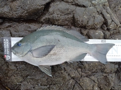 クチブトグレの釣果