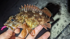 カサゴの釣果