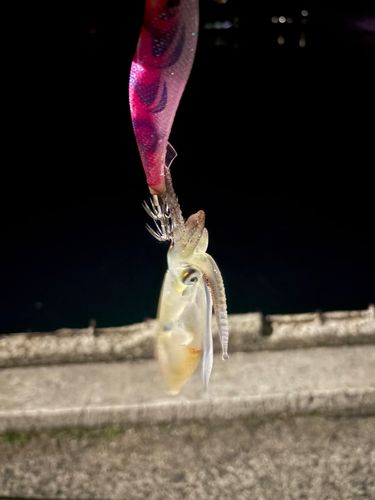 ヒイカの釣果
