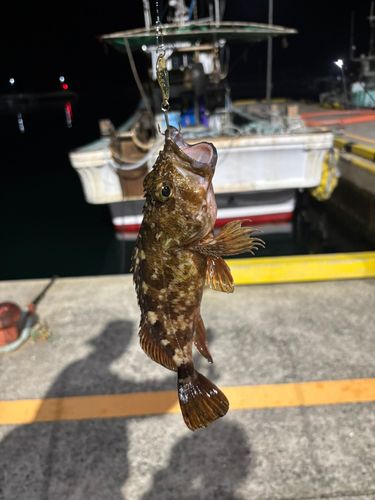 アラカブの釣果