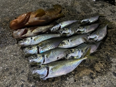 アジの釣果