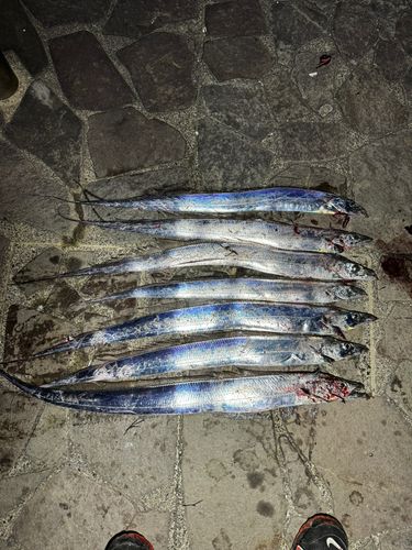 タチウオの釣果