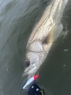 フッコ（マルスズキ）の釣果