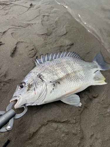 キビレの釣果
