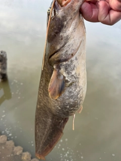 ナマズの釣果