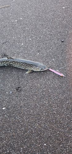 アメマスの釣果