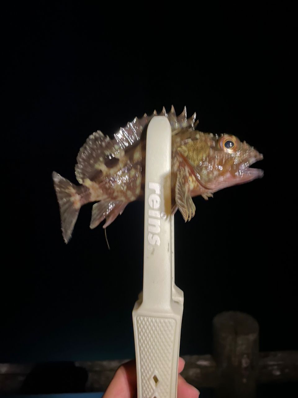 SHIMANO 23ソアレ BB アジング S610L-Sの最安値・インプレ・釣果