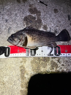 ナマコの釣果