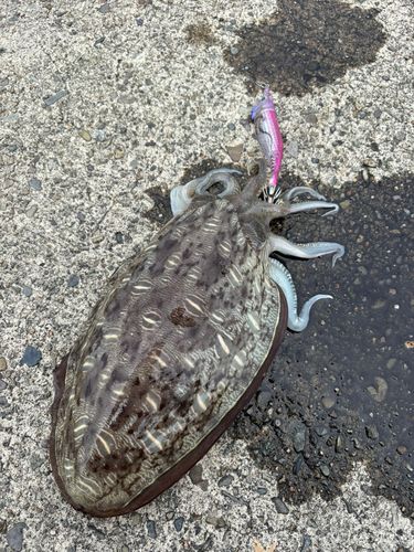 コウイカの釣果