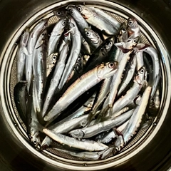 カタクチイワシの釣果