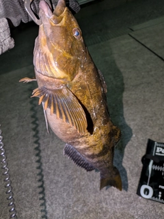 アイナメの釣果