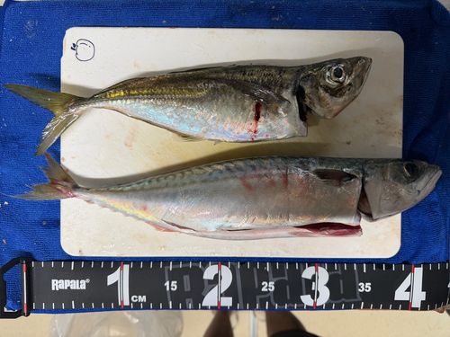アジの釣果