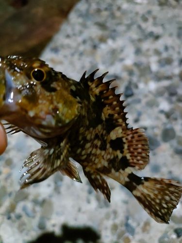 ガシラの釣果