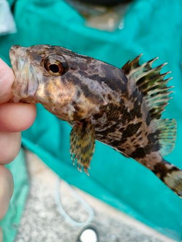 メバルの釣果