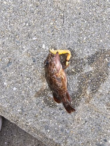 ガシラの釣果