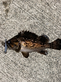 クロソイの釣果