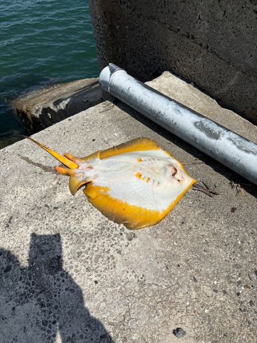 エイの釣果