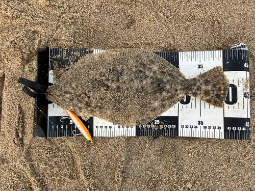 ヒラメの釣果