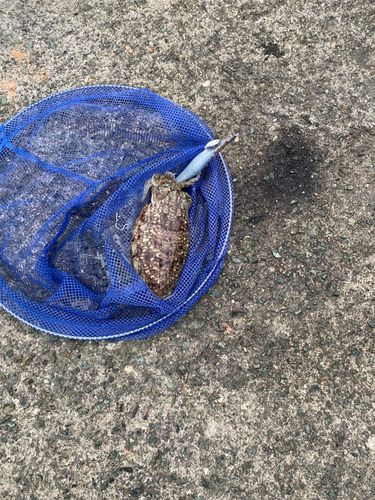 コウイカの釣果