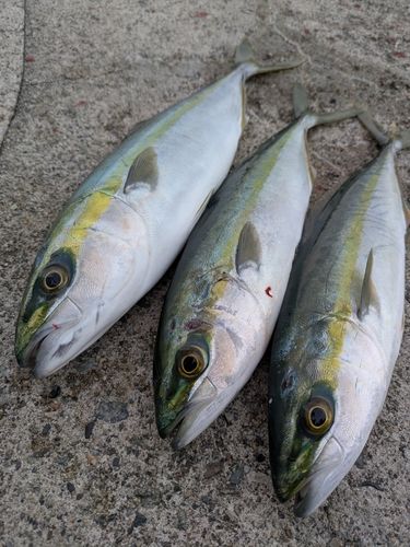 ツバイソの釣果