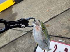 イナダの釣果