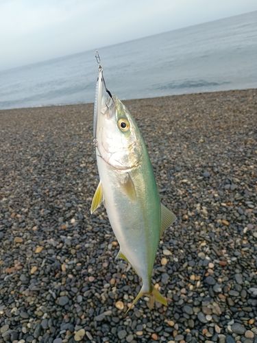 コゾクラの釣果