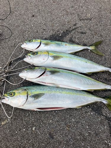 フクラギの釣果