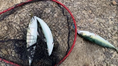 サバの釣果