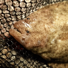 フクラギの釣果