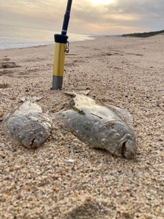 ヒラメの釣果
