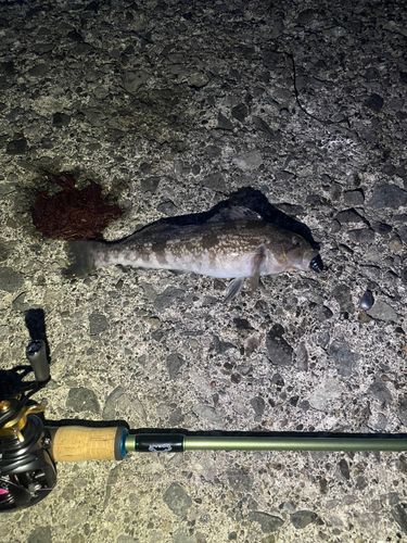 アイナメの釣果