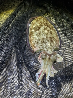 モンゴウイカの釣果