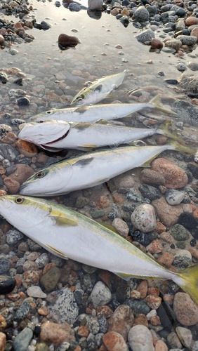 フクラギの釣果