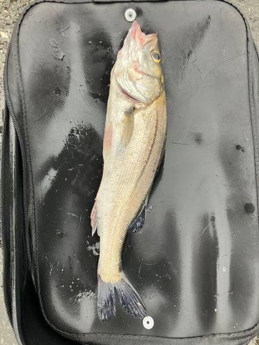 フッコ（マルスズキ）の釣果
