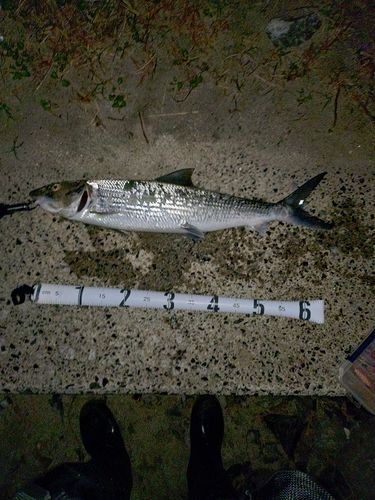 ボラの釣果