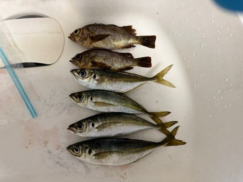 アカメバルの釣果