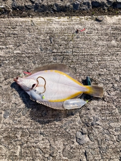 スナガレイの釣果