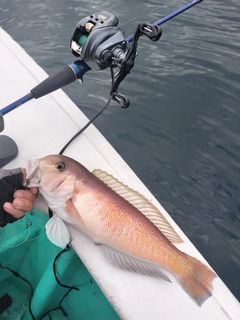 シロアマダイの釣果