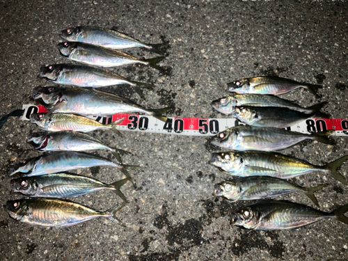 アジの釣果