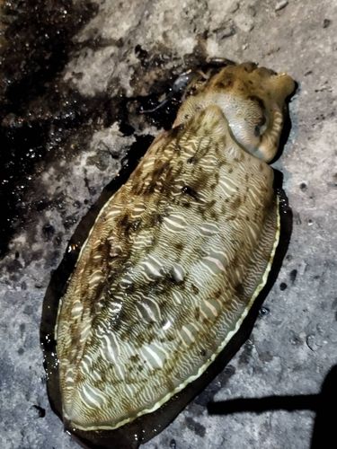 コウイカの釣果