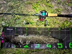 マナマズの釣果