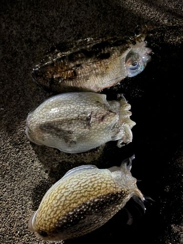 コウイカの釣果