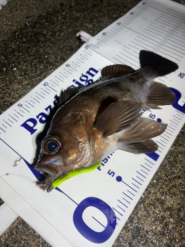 メバルの釣果