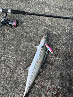 サゴシの釣果