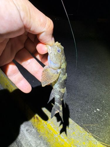 ウロハゼの釣果