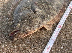 ヒラメの釣果